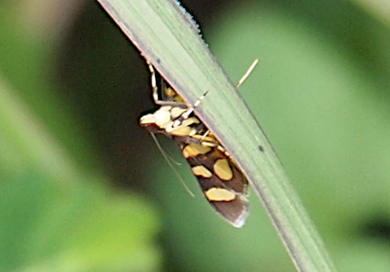 [The moth is perched on the underside of the grass blade so part of the moth is hidden. The moth is yellow and brown. The wings are brown with yellow ovals. The legs are striped yellow and brown. The underbelly seems to be mostly yellow. Its thin antenna appear white.]